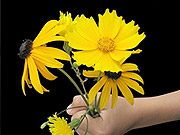 Fotos montagem de Flores