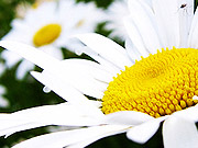 Fotos montagem de Flores